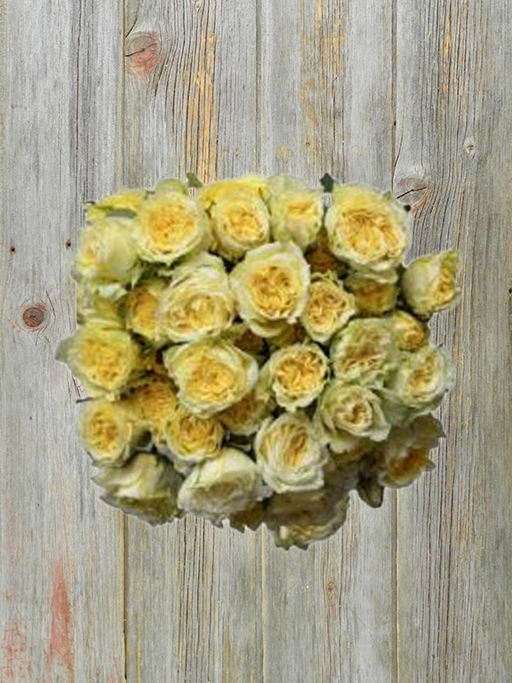 YELLOW JEWEL  YELLOW SPRAY ROSE